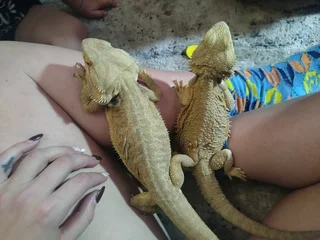 Baby bearded dragons