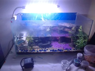 Fully established 2ft fish tank