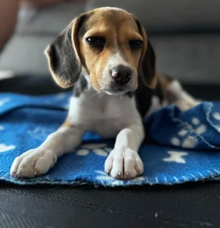 Female Beagle Puppy for Sale