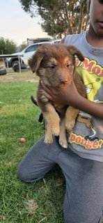  German Shepherd Puppies – 4 Available | Rare Brown Female Included 