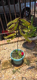 Curry leave tree for sale