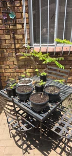 Curry leave tree for sale