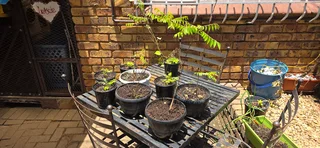 Curry leave tree for sale