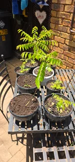 Curry leave tree for sale