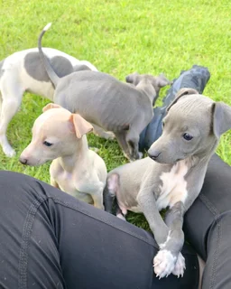 Pure bred Italian Greyhound puppies for sale