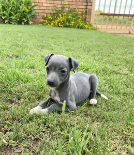 Pure bred Italian Greyhound puppies for sale