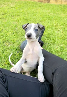 Pure bred Italian Greyhound puppies for sale