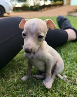 Pure bred Italian Greyhound puppies for sale