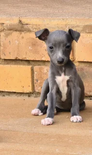 Pure bred Italian Greyhound puppies for sale