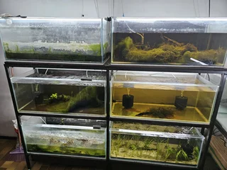 Fish Room Setup For sale