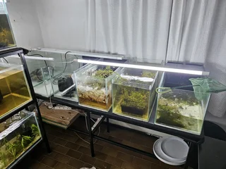 Fish Room Setup For sale