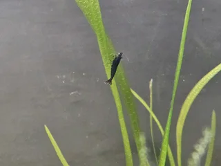 Black Rose Shrimp for sale