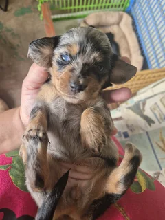 Dachshund puppies (Longhair)