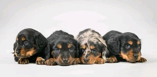 Longhair dachshund puppies