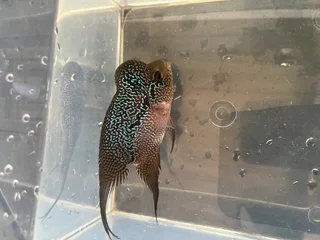 Male Flowerhorn