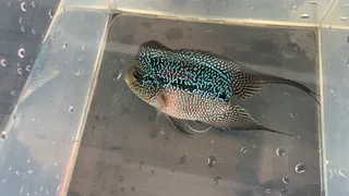 Male Flowerhorn