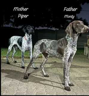 German Shorthaired Pointers