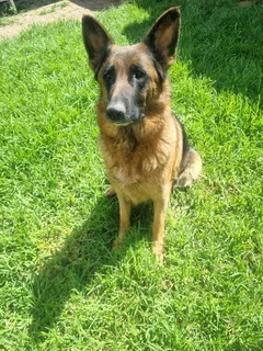 Pure Breed German Shepherd Puppies for sale