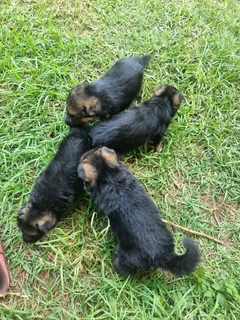 Pure Breed German Shepherd Puppies for sale