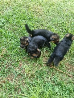 Pure Breed German Shepherd Puppies for sale