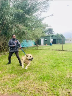 Obedience & Attack Dog Training, Patrol Guard Dog Rentals