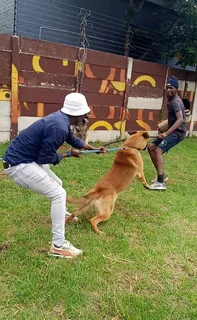 Obedience &amp; Attack Dog Training, Patrol Guard Dog Rentals