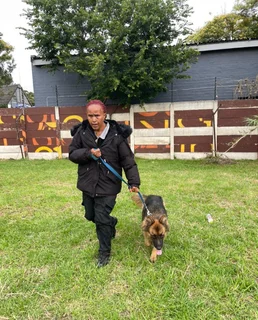 Obedience &amp; Attack Dog Training, Patrol Guard Dog Rentals