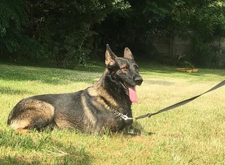 Dog trainer/Instructor