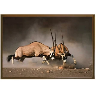 Gemsbok Print (1200 X 800) Painting