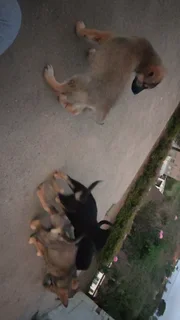 German Shepherd Pups