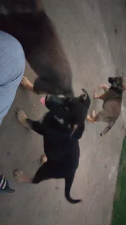 German Shepherd Pups