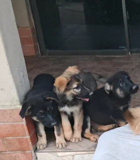 German Shepherd Pups