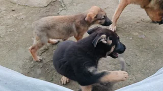 German Shepherd Pups