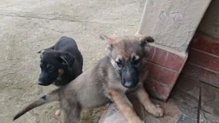 German Shepherd Pups