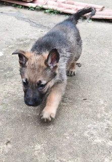 German Shepherd Pups