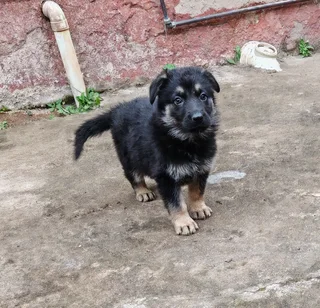 German Shepherd Pups