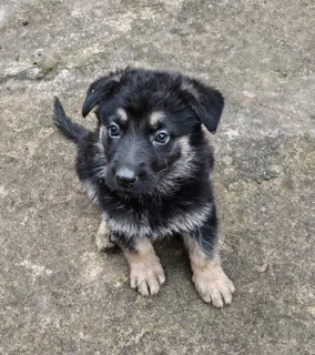 German Shepherd Pups