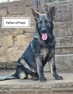 German Shepherd Pups