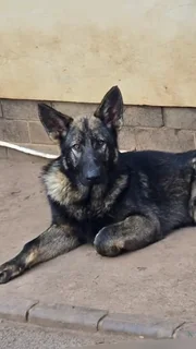 German Shepherd Pups