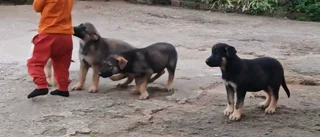 German Shepherd Puppies