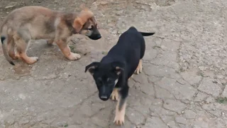 German Shepherd Puppies
