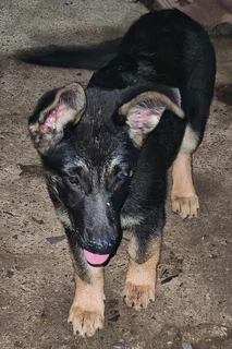 German Shepherd Puppies