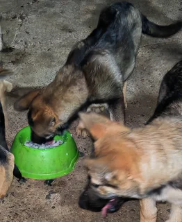 German Shepherd Puppies
