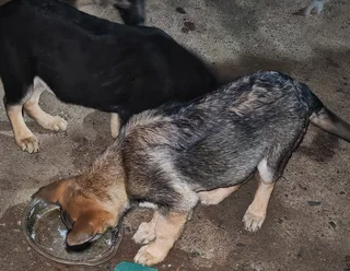 German Shepherd Puppies