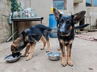 German Shepherd pups