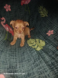 Long haired Chihuahua Puppies R2500