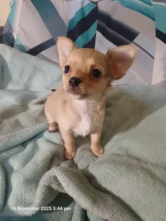 Long haired Chihuahua Puppies R2000