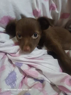 Long Haired Chihuahua  Puppies
