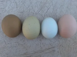 Fertile easter egger and olive egger tray