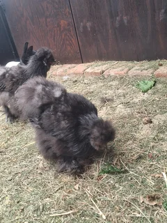 Black Silkie pair